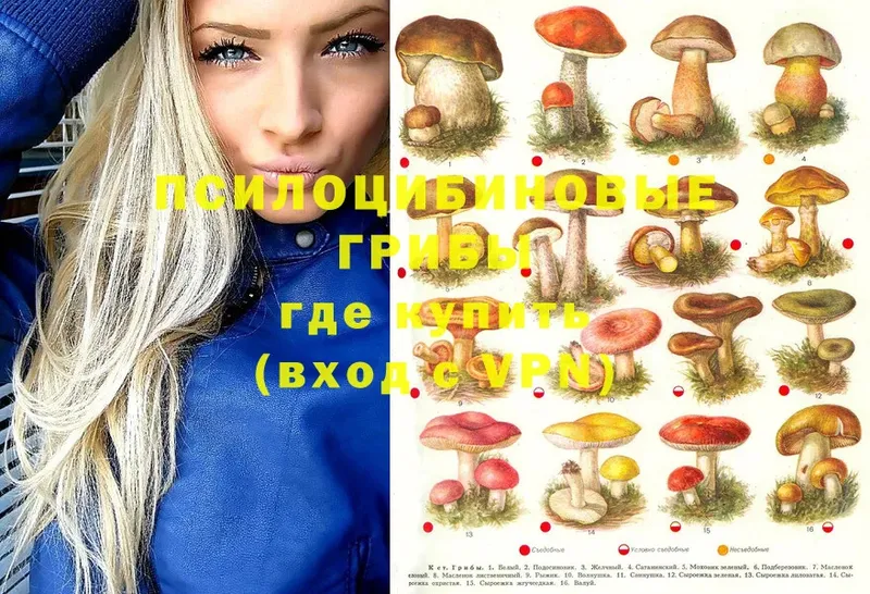 где продают   blacksprut ТОР  Галлюциногенные грибы Psilocybine cubensis  Всеволожск 