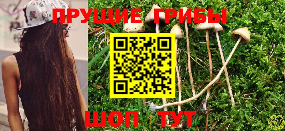 Всеволожск  Псилоцибиновые грибы прущие грибы  Вход с VPN 